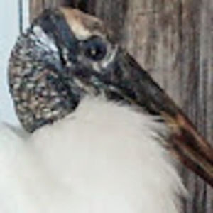 Meet your Posher, Jenifer